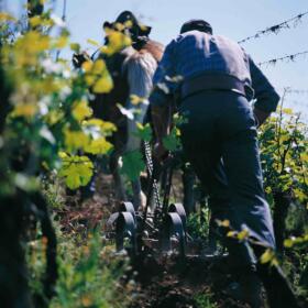 Chevaux Domaines Schlumberger Alsace