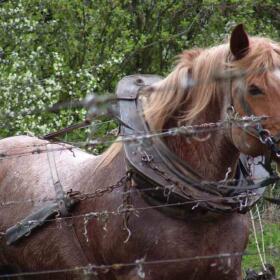 Chevaux Domaines Schlumberger Alsace