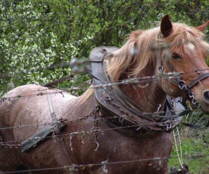 Chevaux Domaines Schlumberger Alsace