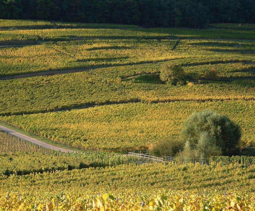 Grand Cru Spiegel Schlumberger Alsace