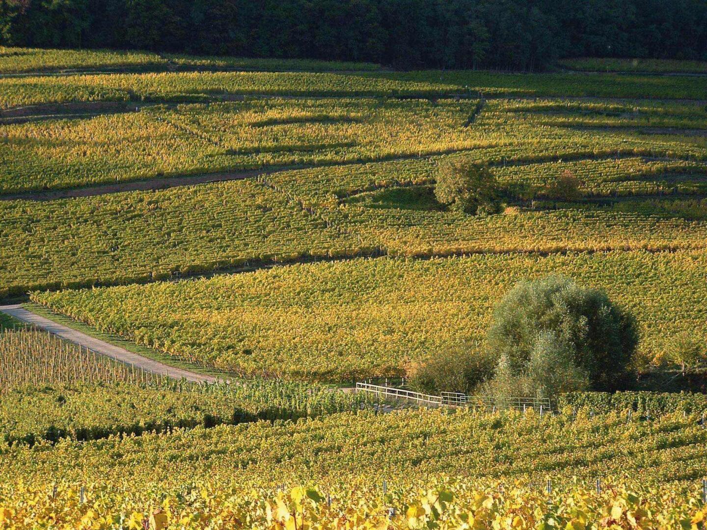 SPIEGEL 45 50 60 65 シュピーゲル写真家協会 SPIEGEL 45 50 60 65