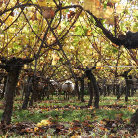 Vigne mouton Domaines Schlumberger Alsace