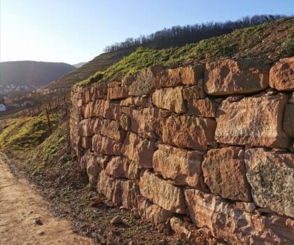 Vigne mur Domaines Schlumberger Alsace