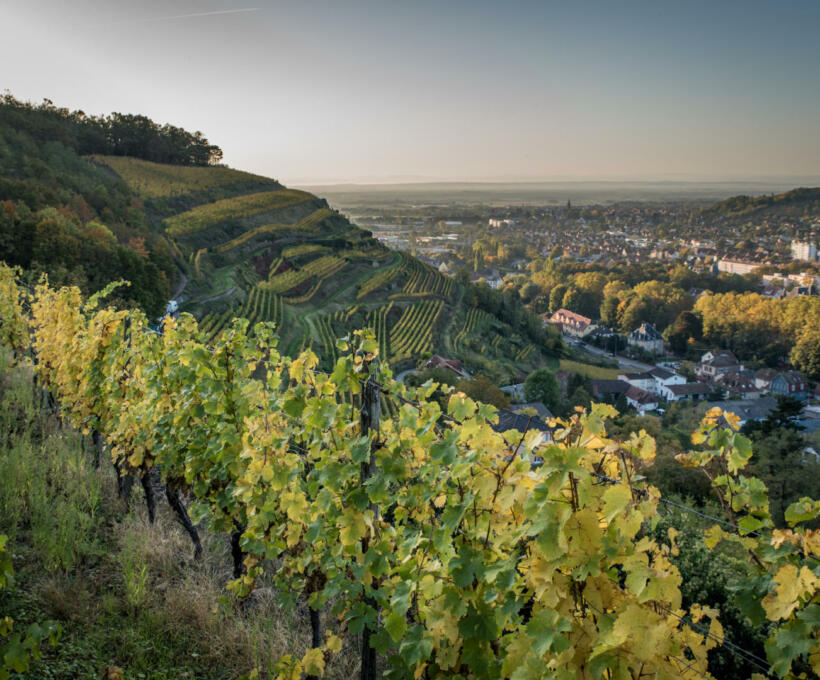 Vigne Domaines Schlumberger Alsace@Vincent Schneider