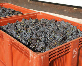 Vigne vendange raisin Domaines Schlumberger Alsace