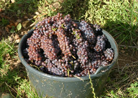 Vigne vendange raisin Domaines Schlumberger Alsace