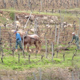 Vigne Chevaux Domaines Schlumberger Asace