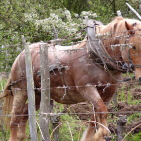 Vigne Chevaux Domaines Schlumberger Asace