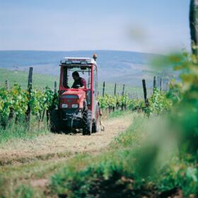 Vigne Domaines Schlumberger Alsace