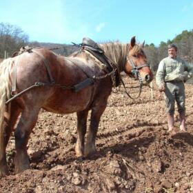 Vigne_Cheval_Schlumberger_Alsace