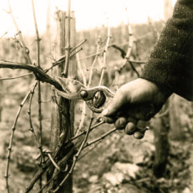 Histoire taille Domaines Schlumberger Alsace