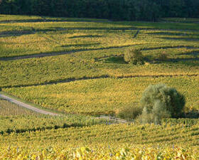 Vigne Grand cru Spiegel Schlumberger Alsace