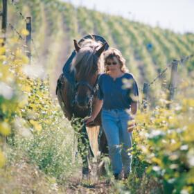 Les chevaux Domaines Schlumberger Alsace