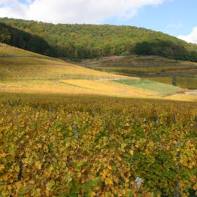 Vigne Grand Cru Kessler Domaines Schlumberger Alsace