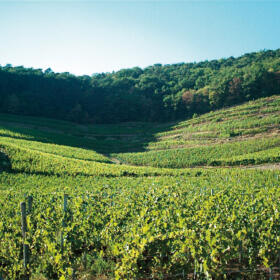Vigne Grand Cru Kessler Domaines Schlumberger Alsace