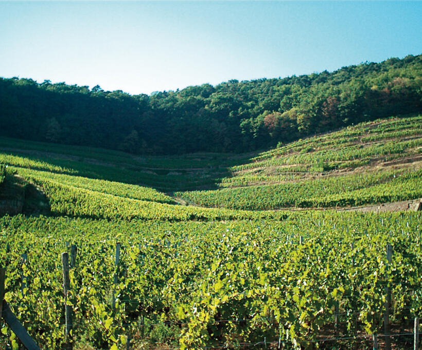 Vigne Grand Cru Kessler Domaines Schlumberger Alsace