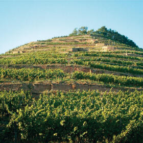 Vigne Grand Cru Kitterle Domaines Schlumberger Alsace