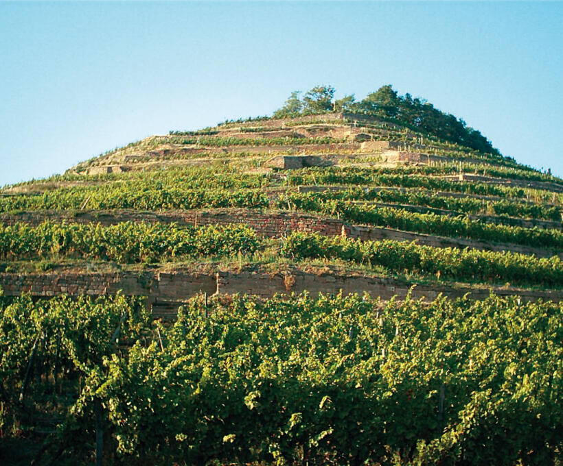 Vigne Grand Cru Kitterle Domaines Schlumberger Alsace