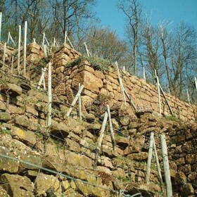 Vigne musee Domaines Schlumberger Alsace