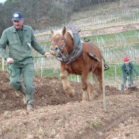 Vigne_Cheval_Schlumberger_Alsace