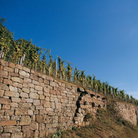 Vigne mur Domaines Schlumberger Alsace