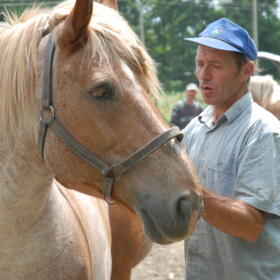 Vigne Chevaux Domaines Schlumberger Asace