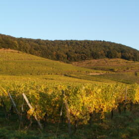 Vigne Grand Cru Kessler Domaines Schlumberger Alsace