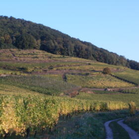 Vigne Domaines Schlumberger Alsace