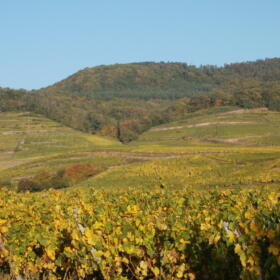 Vigne Grand Cru Kitterle Domaines Schlumberger Alsace