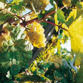 Vigne Vendange Raisin Domaines Schlumberger Alsace