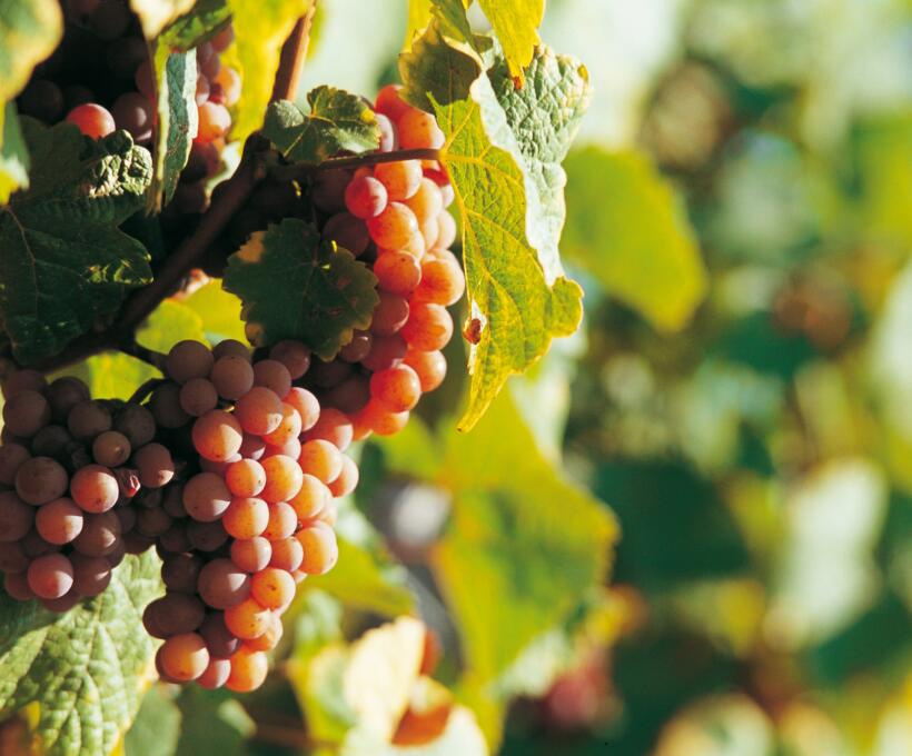 Vigne Vendange Domaines Schlumberger Alsace