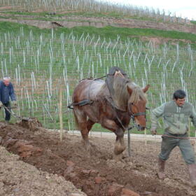 Vigne Chevaux Domaines Schlumberger Asace