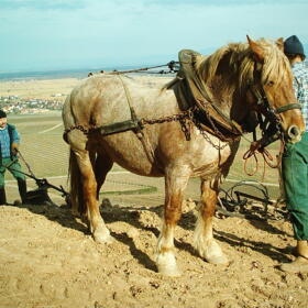 Vigne Chevaux Domaines Schlumberger Asace