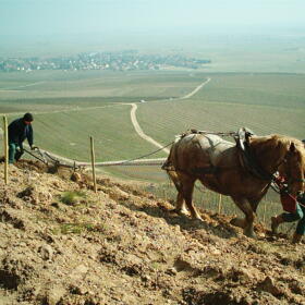 Vigne Chevaux Domaines Schlumberger Asace