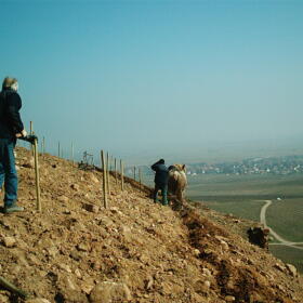 Vigne Chevaux Domaines Schlumberger Asace