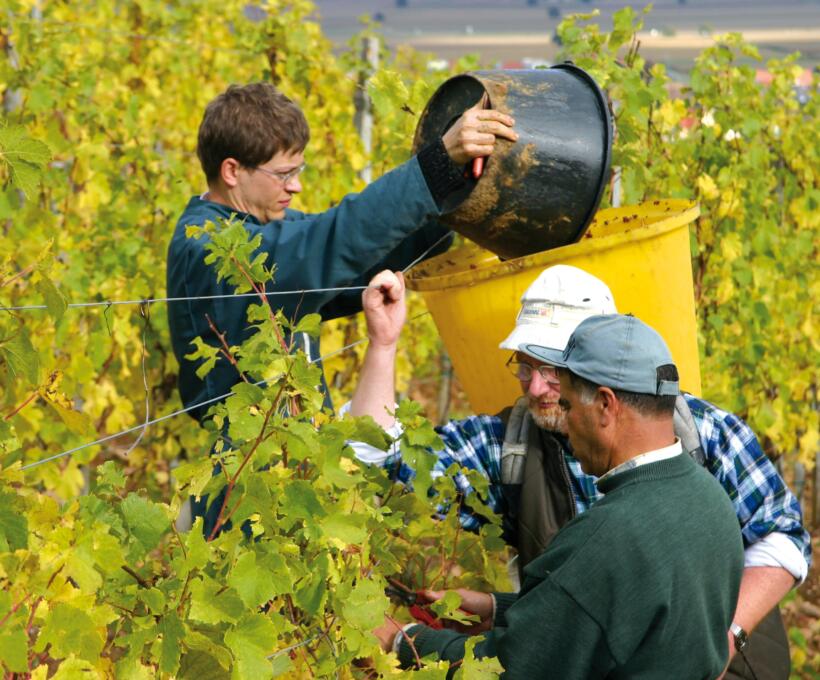 Vendanges manuelles Domaines Schlumberger