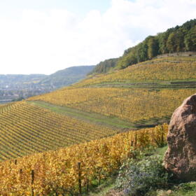 Vigne octobre Domaines Schlumberger Alsace
