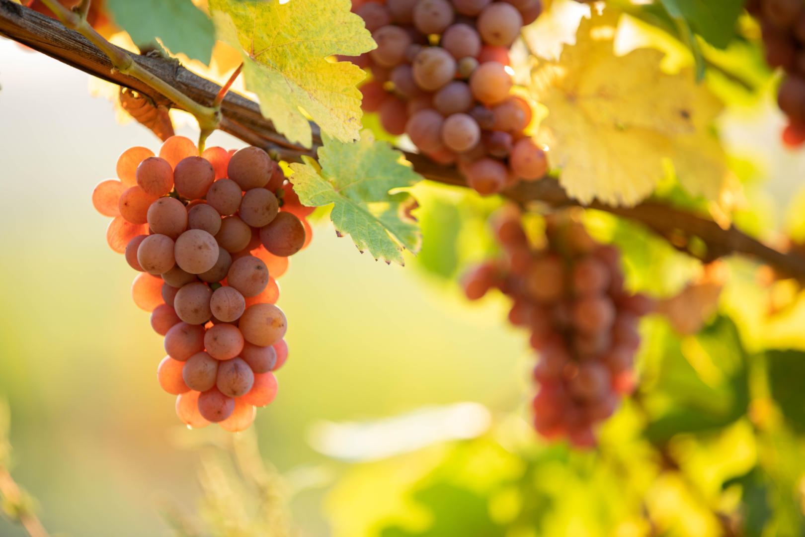 Cépages vins d'Alsace, Les 7 cépages alsacien | Domaines Schlumberger