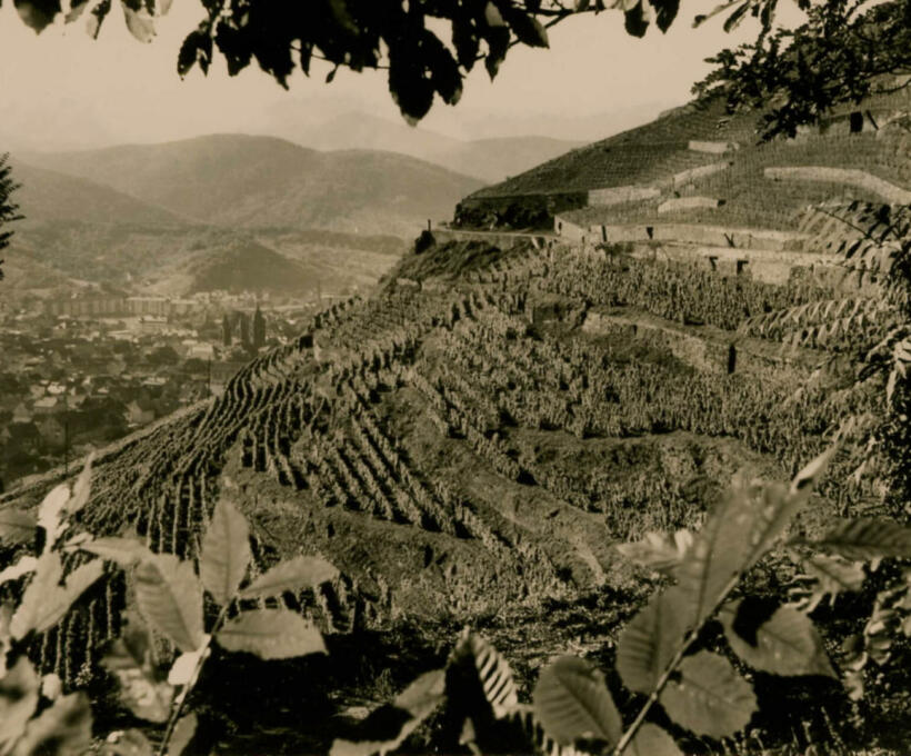 Histoire viticole Alsace