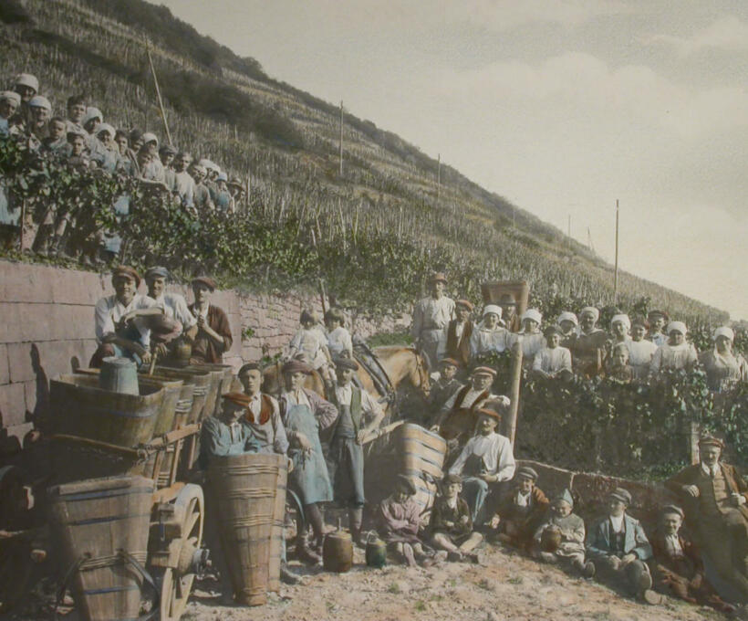 La culture des vignes