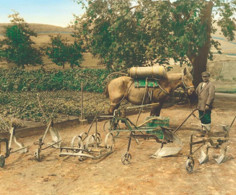 La culture des vignes