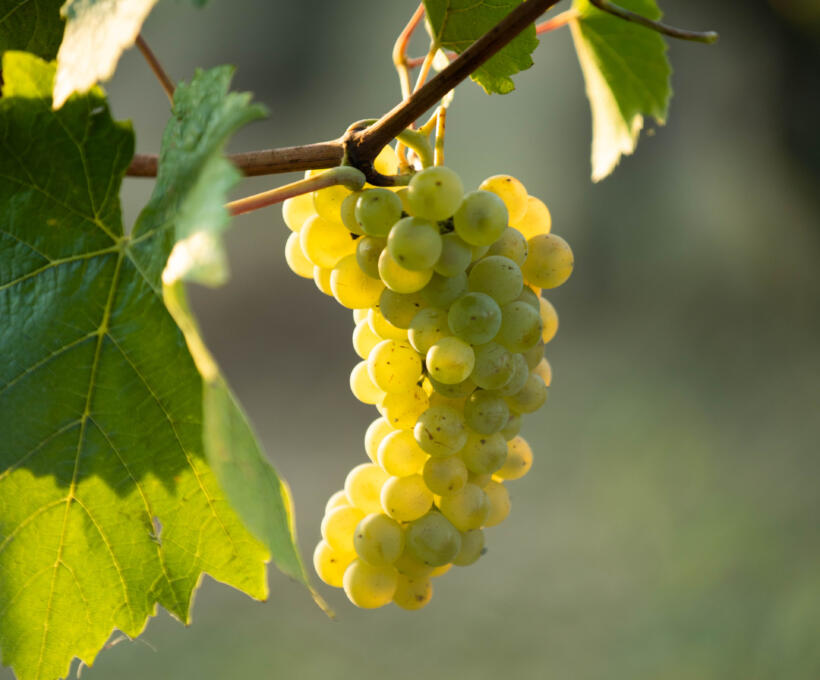 Vigne Pinot Blanc