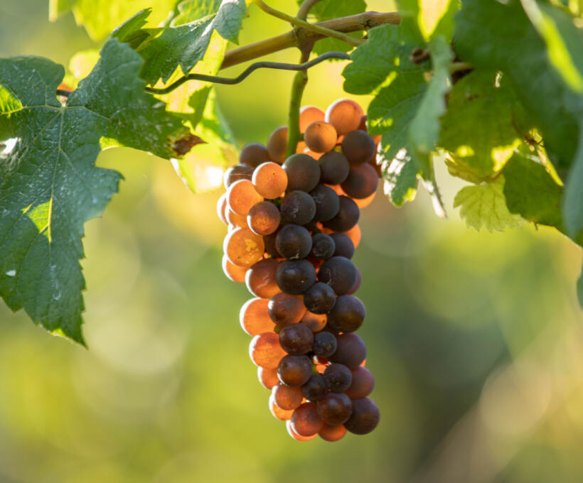 Vigne Pinot Gris