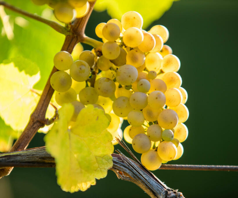 Vigne Riesling